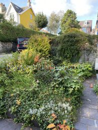 Front garden